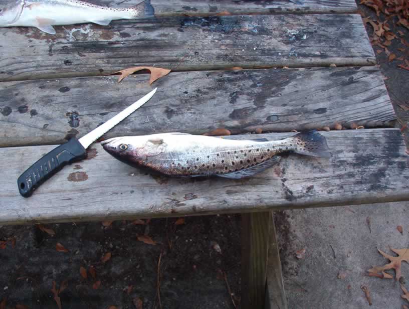 How to Clean a Spotted Seatrout.- Georgia Saltwater Fishing