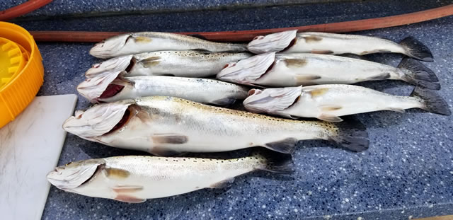 Inshore Fishing report from Capt. Rick Georgia saltwater fishing guide